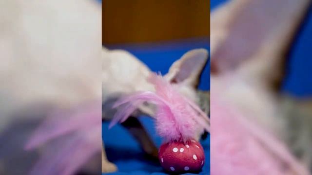 NMC 04MM игрушка с кошачьей мятой, мышка, смотреть онлайн