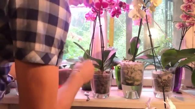 ЯНТАРНАЯ КИСЛОТА Помощник для адаптации пересаженных орхидей!!! смотреть онлайн