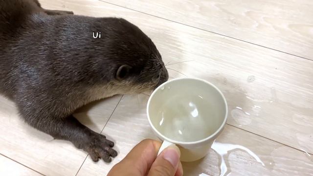 The otter who is incredibly bad at drinking water. [Otter life Day 590] смотреть онлайн