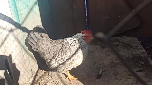 Курица храпит. Что делать смотреть онлайн