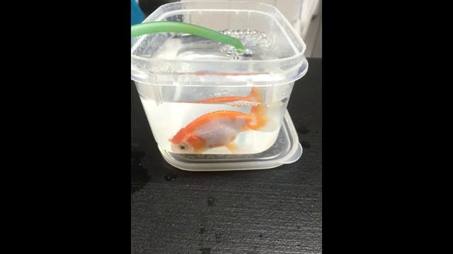 Женщина потратила 500 долларов, чтобы спасти жизнь крошечной золотой рыбки смотреть онлайн