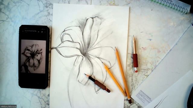 Лилия (простой карандаш)