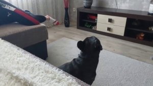 Вот так французкий бульдог охраняет хозяина