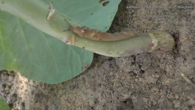 Слизни боятся песка,но и он не не преодолимое препятствие смотреть онлайн