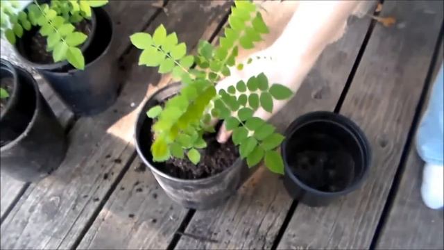 Star Fruit (Carambola) Tree transplants смотреть онлайн