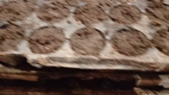 Что нужно для прорастания семян огурцов смотреть онлайн