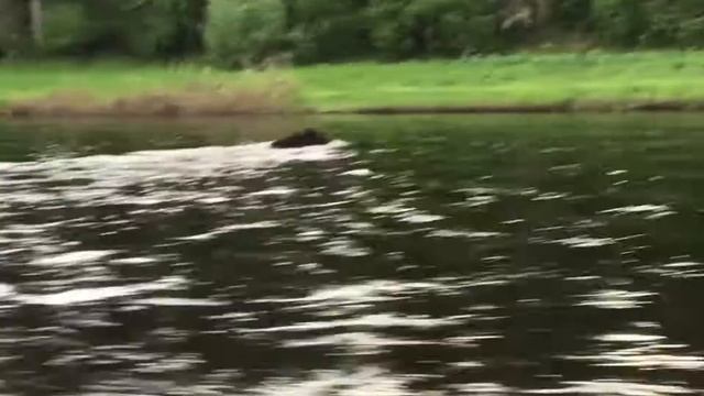 Медведь бежит через реку. Эвенкия. Bear. Fishing. Aerobot. смотреть онлайн