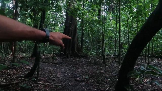 We hike CORCOVADO National Park, Costa Rica | Most biodiverse place on Earth смотреть онлайн