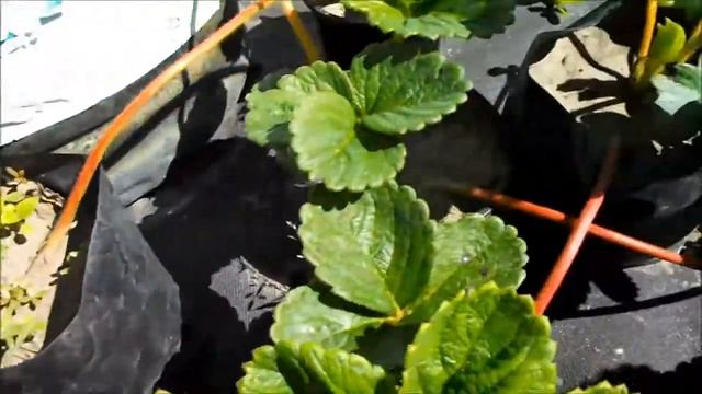 Клубника Ровена. Новый обзор сорта. Август 2020 год смотреть онлайн