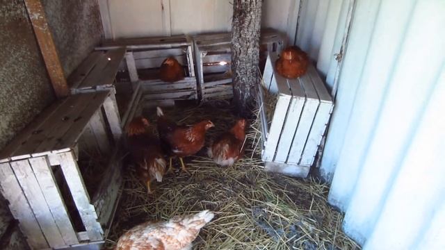 Куры несушки! Порода Ломан Браун!