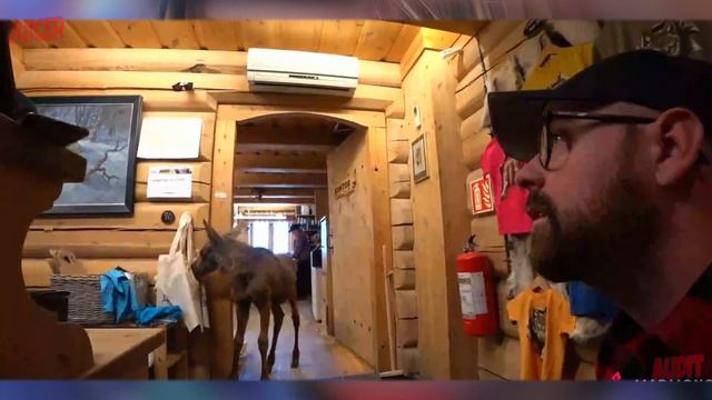 A Baby MOOSE Eats a Store w/ Knut смотреть онлайн