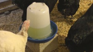 ДЕЙСТВИТЕЛЬНО ЛИ ОНИ ГИГАНТЫ? ВСЯ ПРАВДА ПРО ВЕС ДЖЕРСИЙСКОГО ГИГАНТА И ПЕРВУЮ ЯЙЦЕКЛАДКУ У КУР.