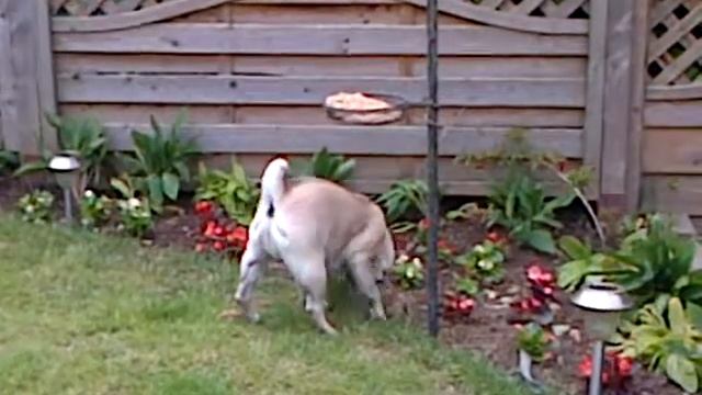 greedy pug! смотреть онлайн