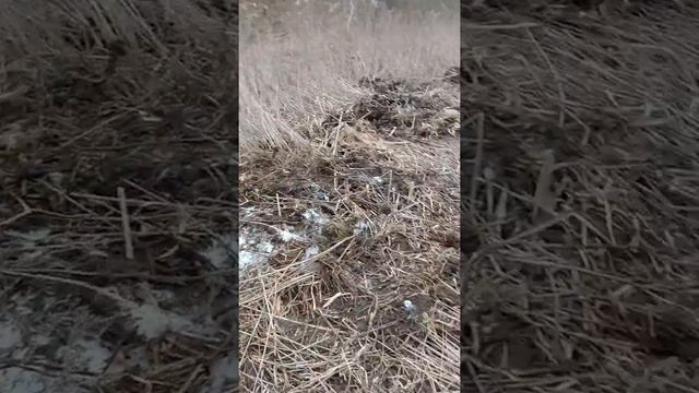 Выкопали колодец ниже родника, воды море уходило в землю. смотреть онлайн