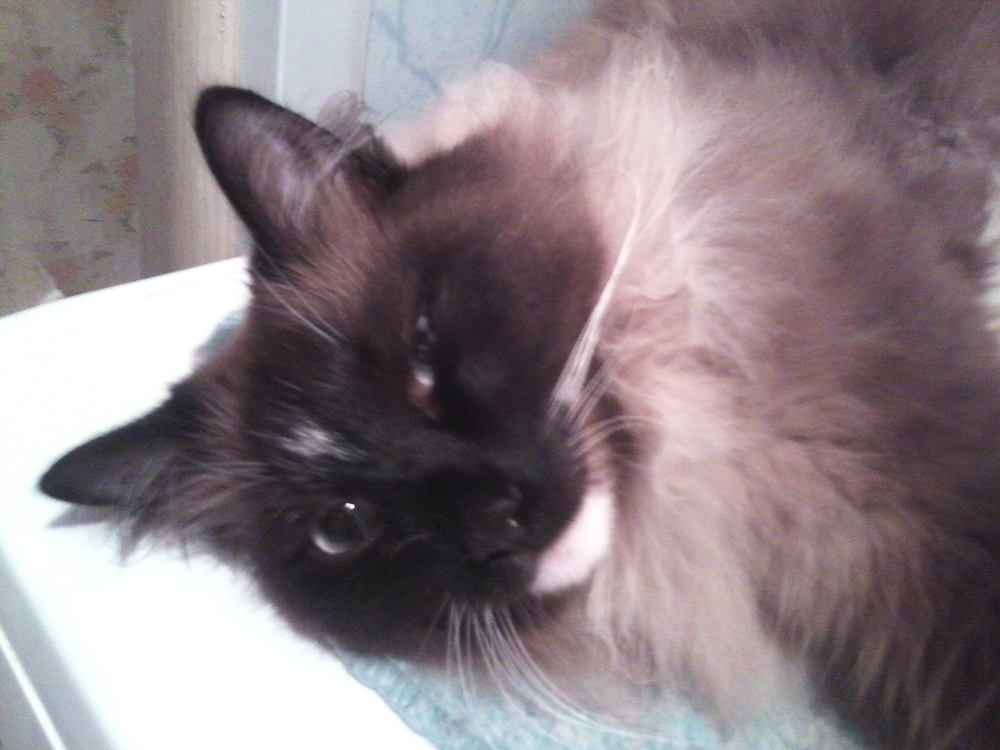 Басенька грустит... (из серии "НАШ ЗООПАРК)