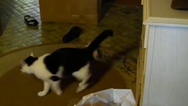 Chihuahua Mini Puppy against Cat смотреть онлайн