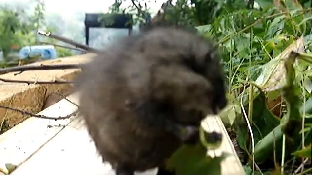 маленькая ондатра смотреть онлайн