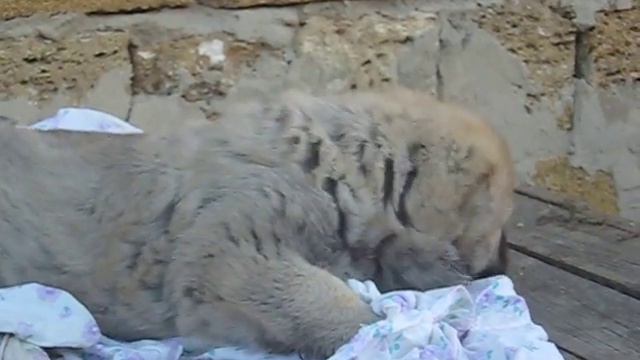 Щен кавказской овчарки смотреть онлайн