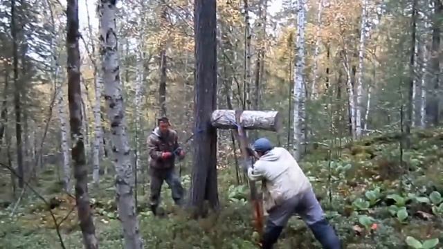 кедровник смотреть онлайн