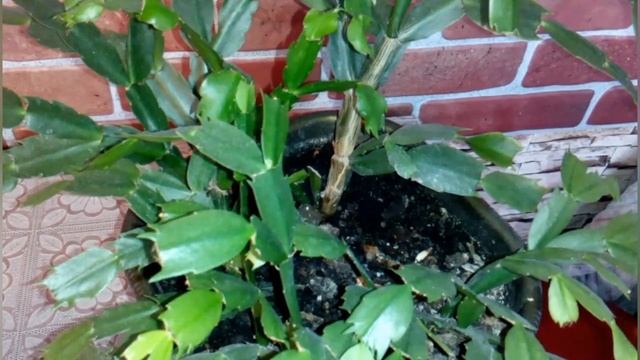 Декабрист/Комнатный цветок/Уход в домашних условиях смотреть онлайн