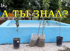 ВИШНЯ: сажальные тонкости???
