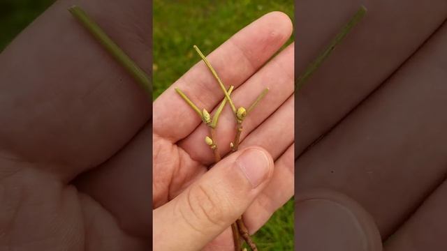 Почковый клещ черной смородины смотреть онлайн