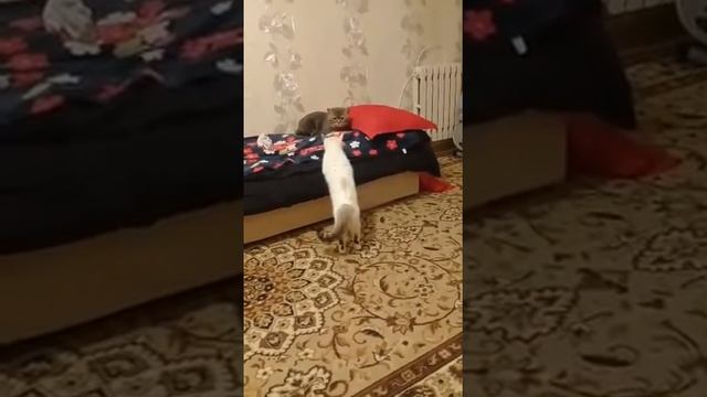 Взрослый серый кот шугается двух белых спутниц смотреть онлайн