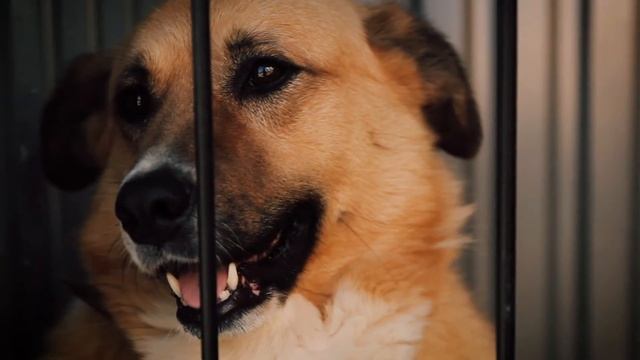 Сбор средств на приют для собак "ВАНЕЧКА" смотреть онлайн