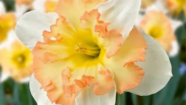 нарциссы весной смотреть онлайн