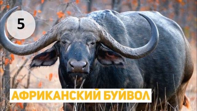 Самые опасные животные смотреть онлайн