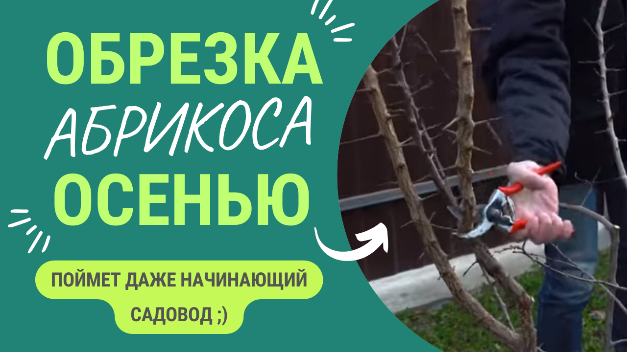 Обрезка и формировка абрикосы для начинающих. смотреть онлайн