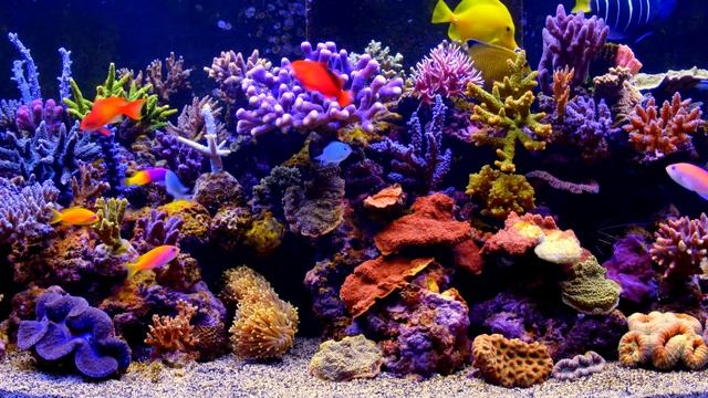 ***** 4K Aquarium Video ***** 4K TV Screensaver
