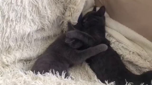 Британские коты смотреть онлайн