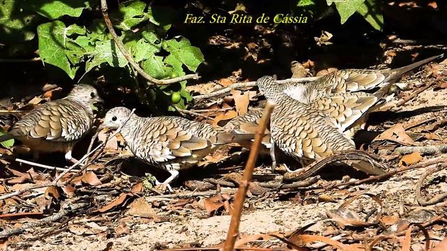 ROLINHA-FOGO-APAGOU (COLUMBINA SQUAMMATA) SCALED DOVE, ROLINHA-CARIJÓ, ROLA-PEDRÊS, ROLINHA-CASCAVÉ смотреть онлайн