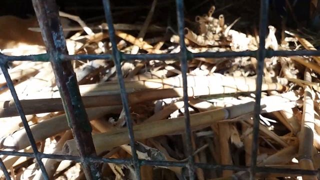 Нутрия домашнее содержание. Жизнь в камыше.Не сахар. смотреть онлайн