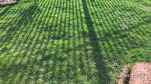 Правильная укладка рулонного газона. Советы и секреты технологии укладки газона