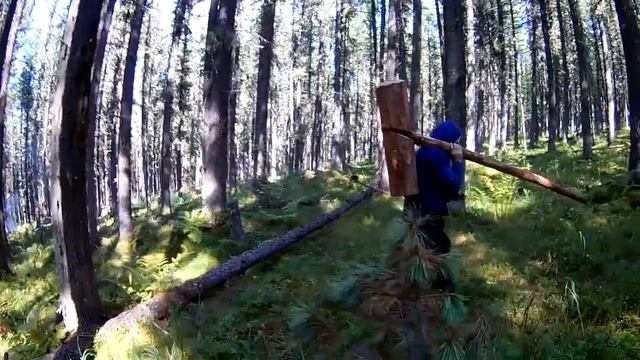 Добыча кедрового ореха (Часть 3) | Production of pine nuts (Part 3) смотреть онлайн