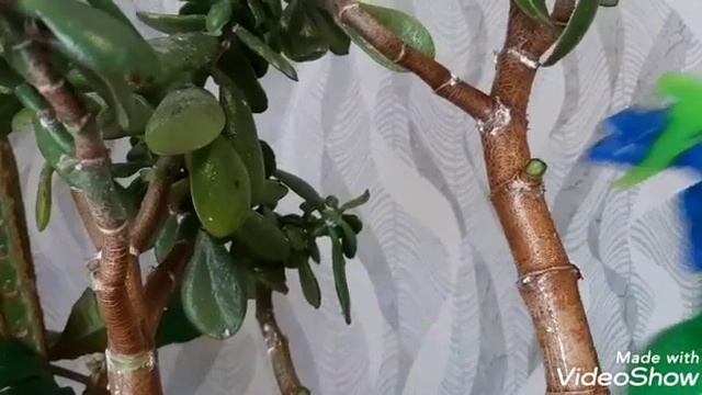 мучнистый червец на толстянке