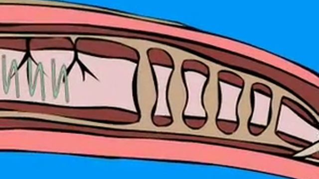 Кровеносная система дождевого червя смотреть онлайн