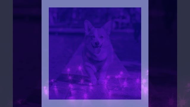 Музыка (Расслабляющие собаки)