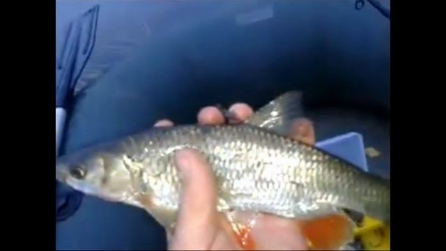 ФлешМоб! Поймал,отпусти! смотреть онлайн