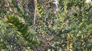 Как растет Мирт обыкновенный