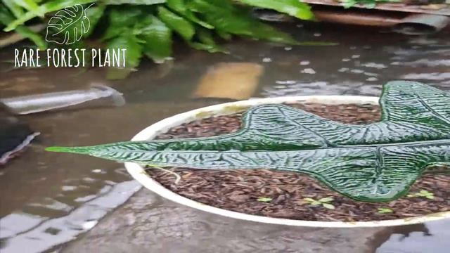 Awesome Alocasia tandurusa Aka Jacklyn смотреть онлайн