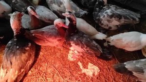 Индоутки. Кормление в период яйцекладки