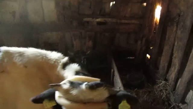 хозяйство смотреть онлайн