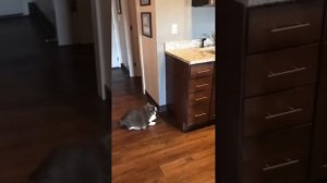 Смешные коты с озвучкой! 😂😂😂 Угарные моменты и приколы с котами!