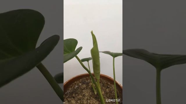 Новый лист у монстеры. Шок. Сенсация смотреть онлайн