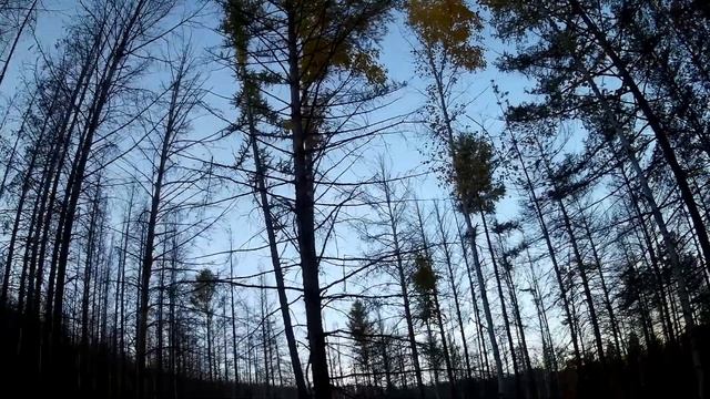 РЕАЛЬНАЯ ОХОТА НА ИЗЮБРЯ С ПОДХОДА ДОБЫЛ КАБАШКА REAL HUNT FOR RAISINS FROM THE APPROACH OF ZUCCHIN смотреть онлайн