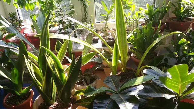 Эстафета Приключения с моими РАСТЕНИЯМИ?История увлечения?Любимые растения?Сколько цветов?Хотелочки смотреть онлайн