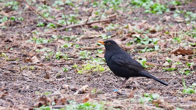 Чёрный дрозд (Common blackbird) - птицы Украины смотреть онлайн